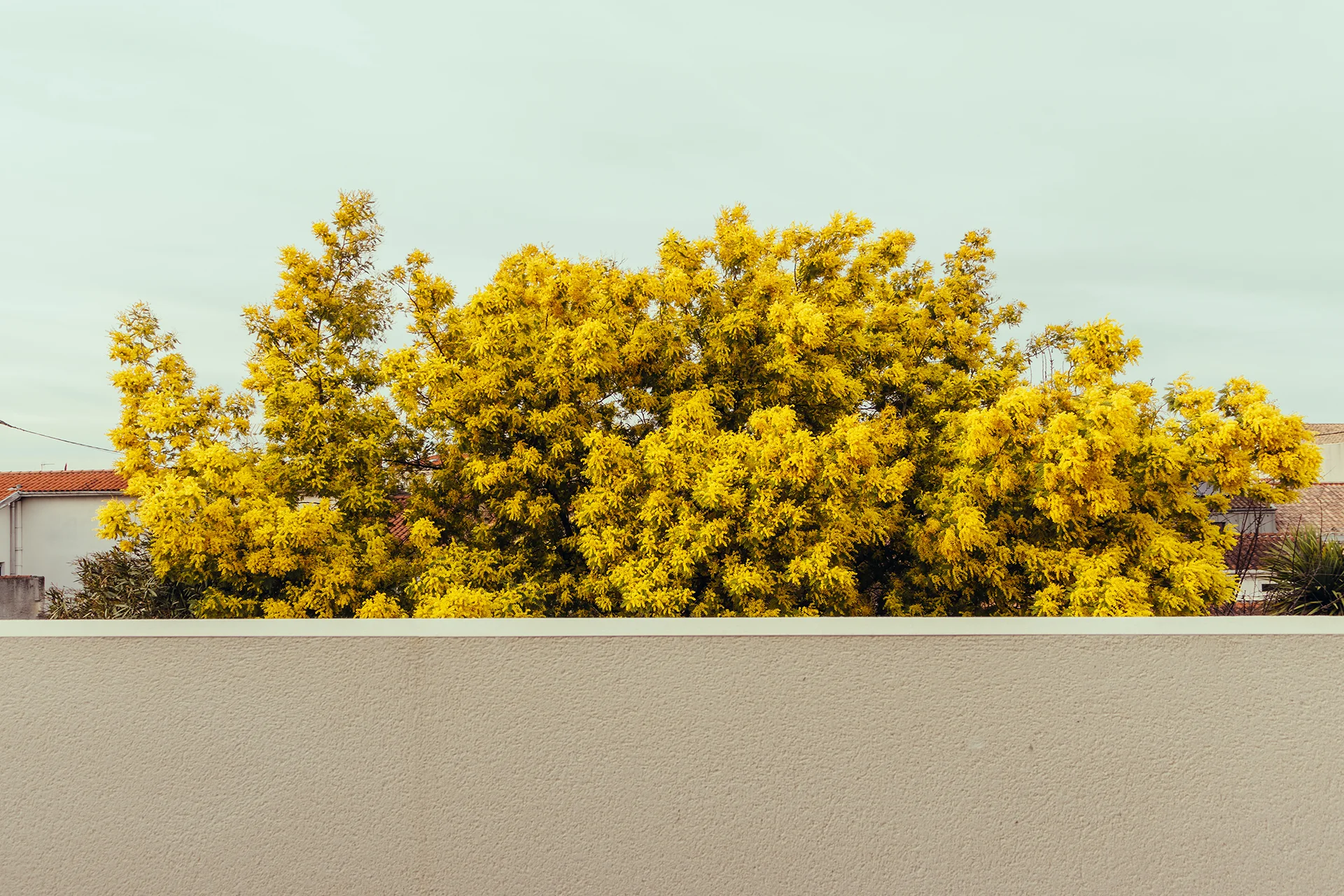 Vue du mimosa du jardin depuis la terrasse tropézienne du premier étage